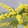 mimosa, yellow flower, spring, mimosa