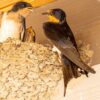 barn swallow, swallow nest, swallow feeding, rondine e passero