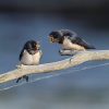 barn swallow, quarrel, birds, rondine