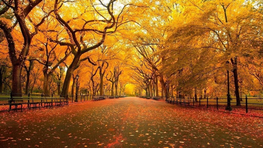 Storia dei colori d'autunno