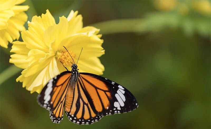 Farfalla Senza Fiore 1