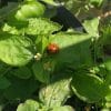 coccinella sulla piantina di Eugenio