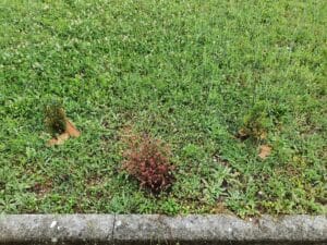 le piantine a casetta Eugenio