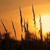 alba, meadow, grass, sunset, sunrise, nature, sky, twilight, scenic, dusk, orange, dawn, sunrise, sunrise, sunrise, sunrise, sunrise