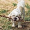 cane con bastone