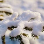 pine, sprig, frost, flora, snow, spruce, winter, snow, snow, snow, snow, snow, nature, winter, neve, freddo
