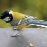 bird, great tit, songbird, nature, window sill, plumage, uccellino sul davanzale