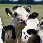 cow, cattle, nature, animal, mammal, meadow, pasture, breeding, milk, milk, milk, milk, milk, milk