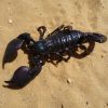 emperor, scorpion, desert, sand, nature, outside, insect, dangerous, danger, large, macro, close-up, brown desert, brown sand, scorpion, scorpion, scorpion, scorpion, scorpion