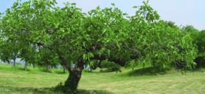 pianta di fico