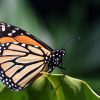 Monarch butterfly on green leaf macro photography