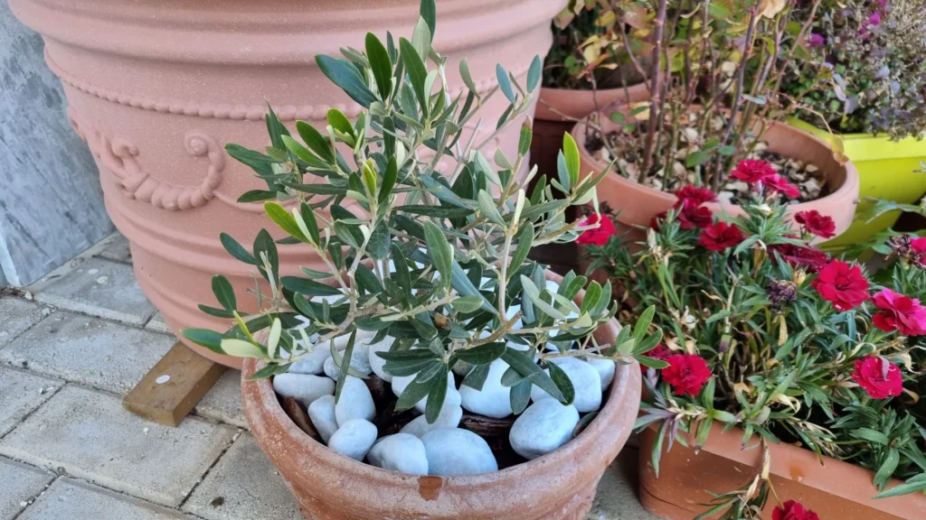 ulivo a casetta di Eugenio