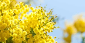 mimose