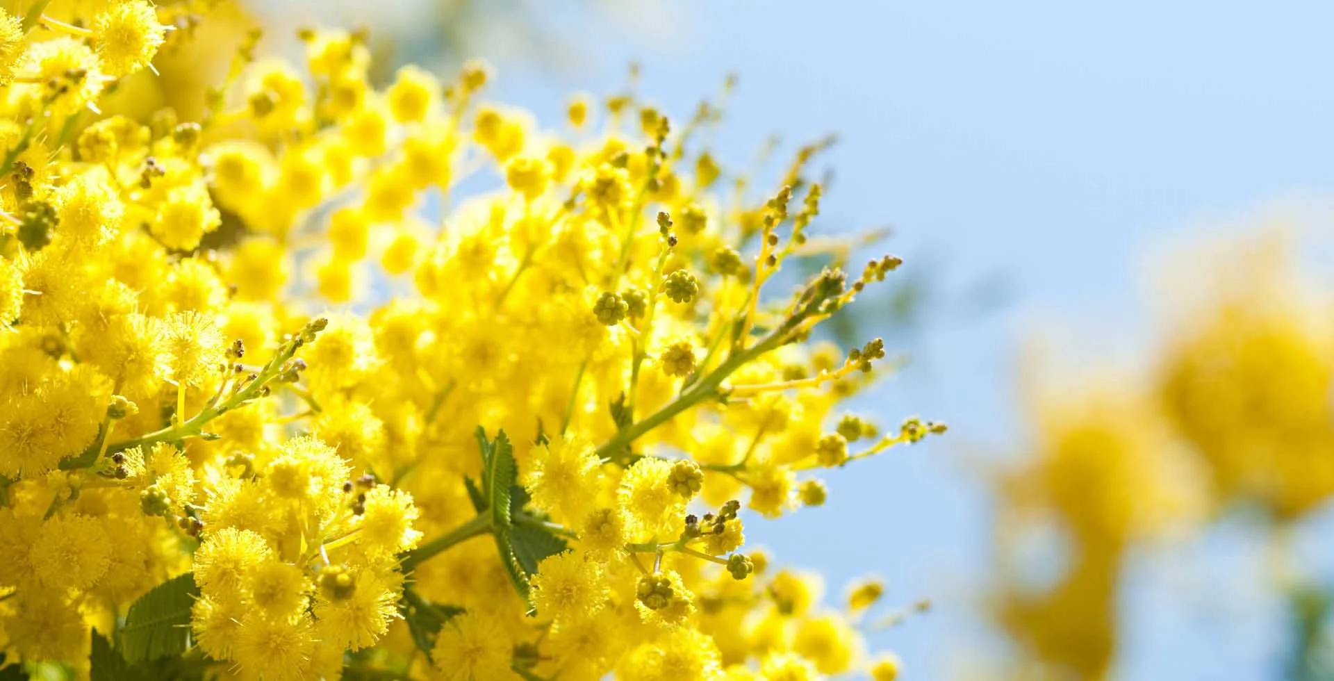 mimose