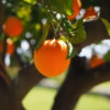 orange, fruit, tree, orange tree, orange fruit, fresh, fresh fruit, harvest, organic, produce, fresh produce, orchard, orange orchard, citrus fruit, citrus, rutaceae, citrus tree, vitamin c, fresh orange, orange grove, ripe, ripe orange, fruit tree, orange, orange, orange, orange, orange, nature, fruit, fruit, orange tree, orange tree, orange fruit, orange fruit, orange fruit, fruit tree