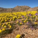 23 08 28 flowers desert horse inn 02 max1200x800
