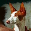 podenco, dog, domestic animal, animal, hunting dog, domestic dog, purebred dog, mammal, attention, animal portrait, nature, podenco, podenco, podenco, podenco, podenco, pet, dog