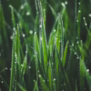 grass, dew, morning dew, morning, dawn, in grass, nature, meadow, grass, dew, dew, dew, dew, dew, morning dew, morning dew, morning, morning, morning