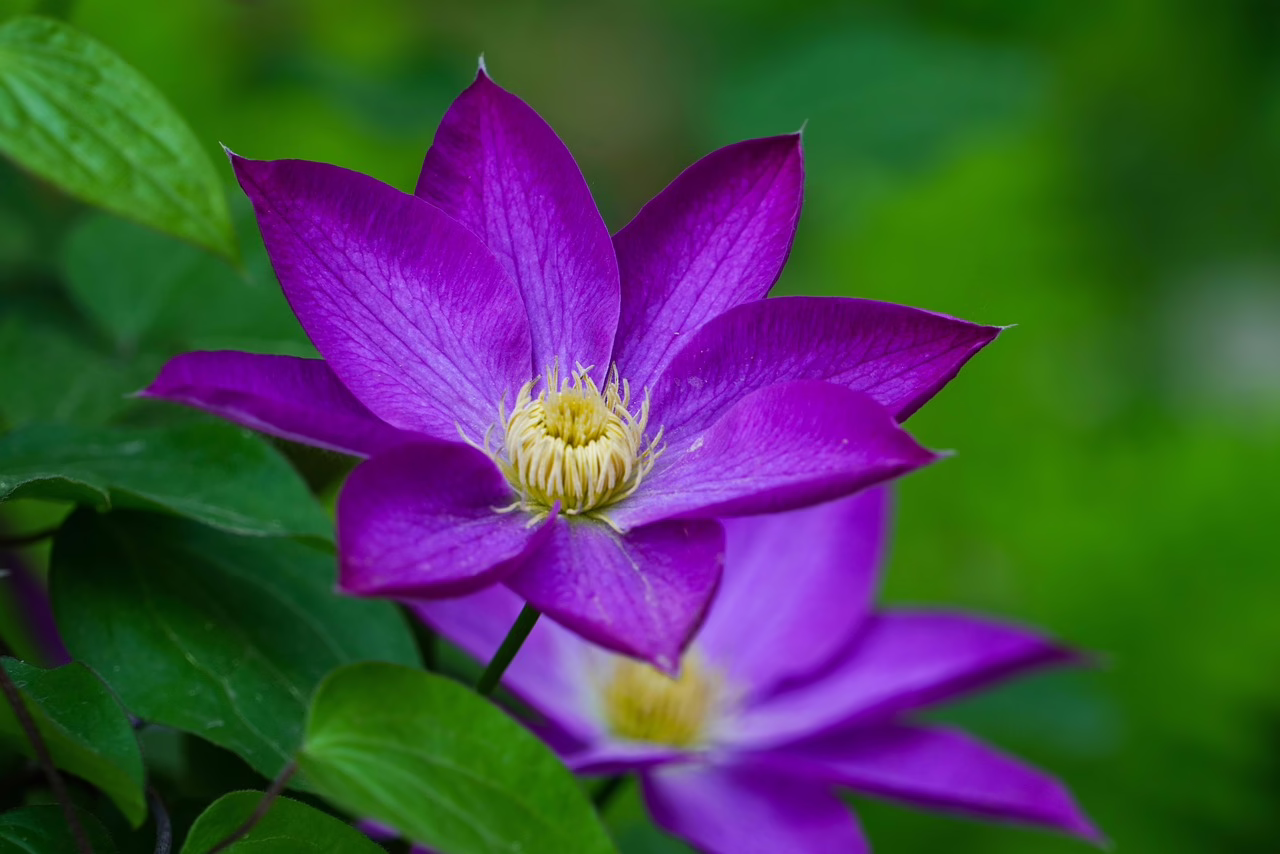 flowers, petals, leaves, flower background, garden, plant, macro, affix, spring, nature, purple, flowers, flowers, flowers, beautiful flowers, flowers, flowers, purple, flower wallpaper, purple