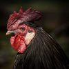 chicken, bird, black hen, close-up, nature, head, rooster