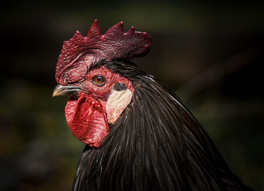 chicken, bird, black hen, close-up, nature, head, rooster