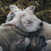 two gray sheep lying on hay