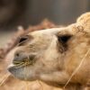 a close up of a camel eating grass