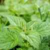 Detailed image of fresh green stinging nettle leaves with fine texture in natural light.