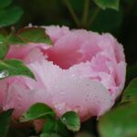 Close-up of a pink peony with fresh dewdrops surrounded by lush leaves.