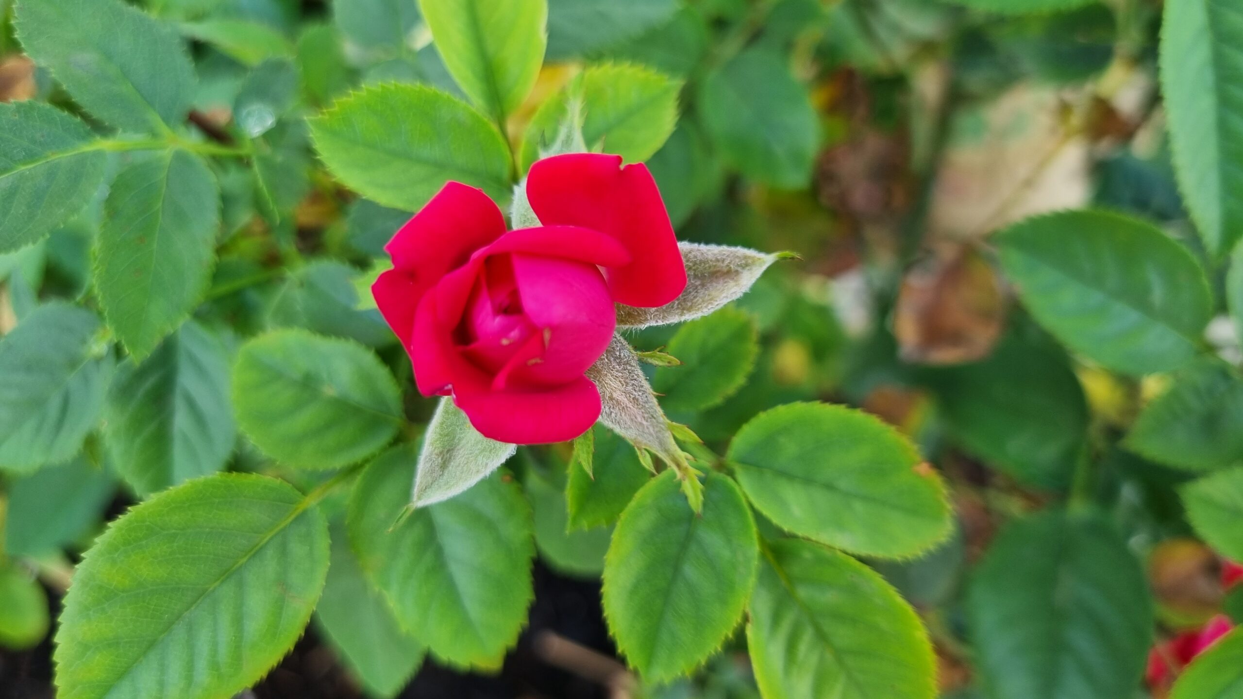 欧金尼奥家里的小玫瑰