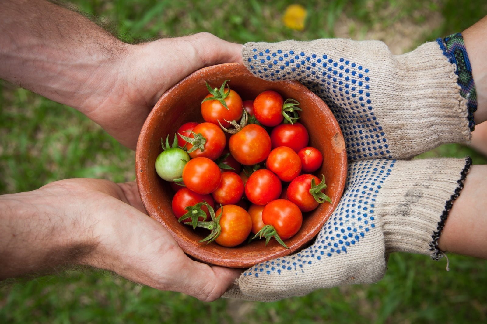 generosità, offerta di pomodori
