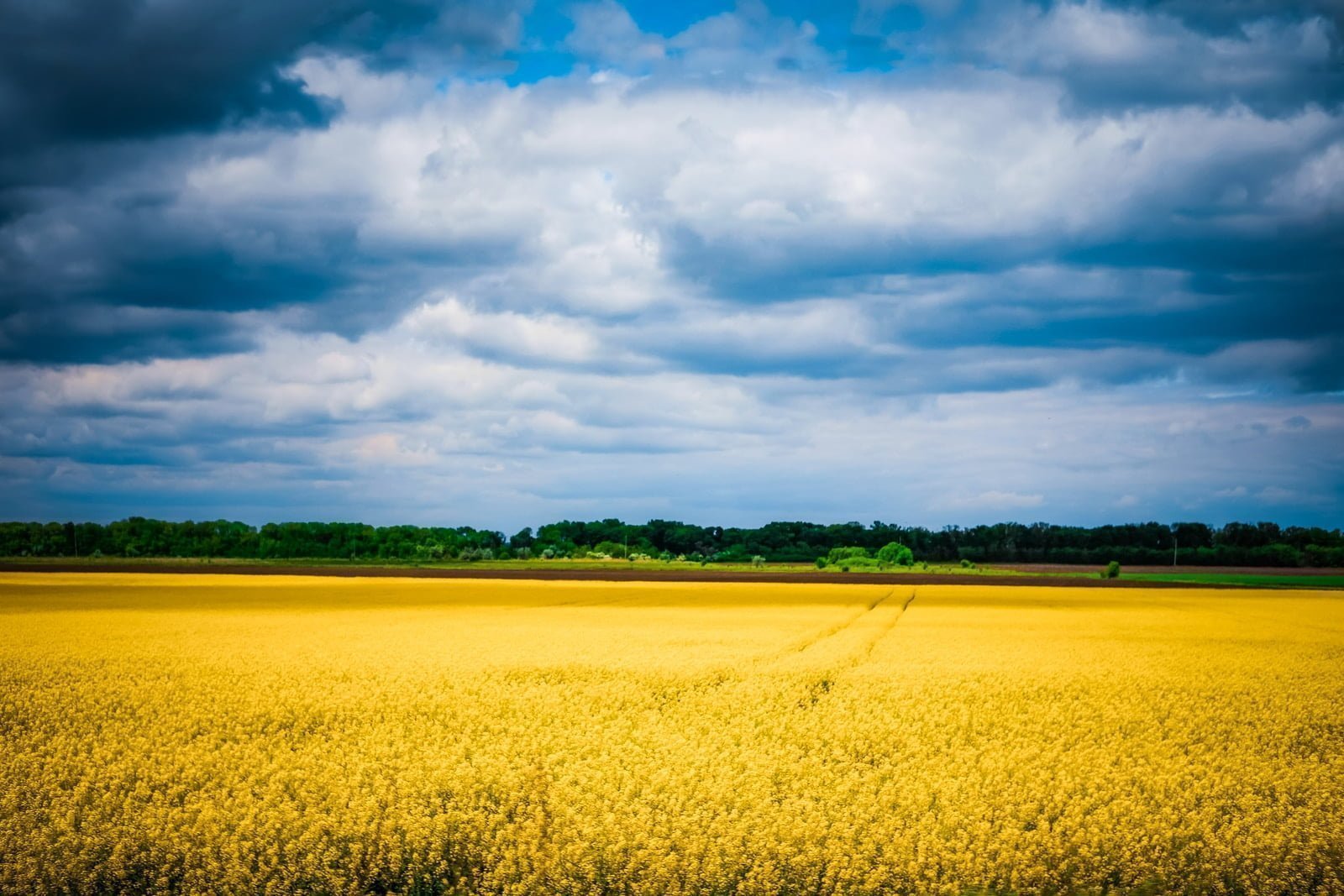 panorama con cielo blue e campo di grano giallo