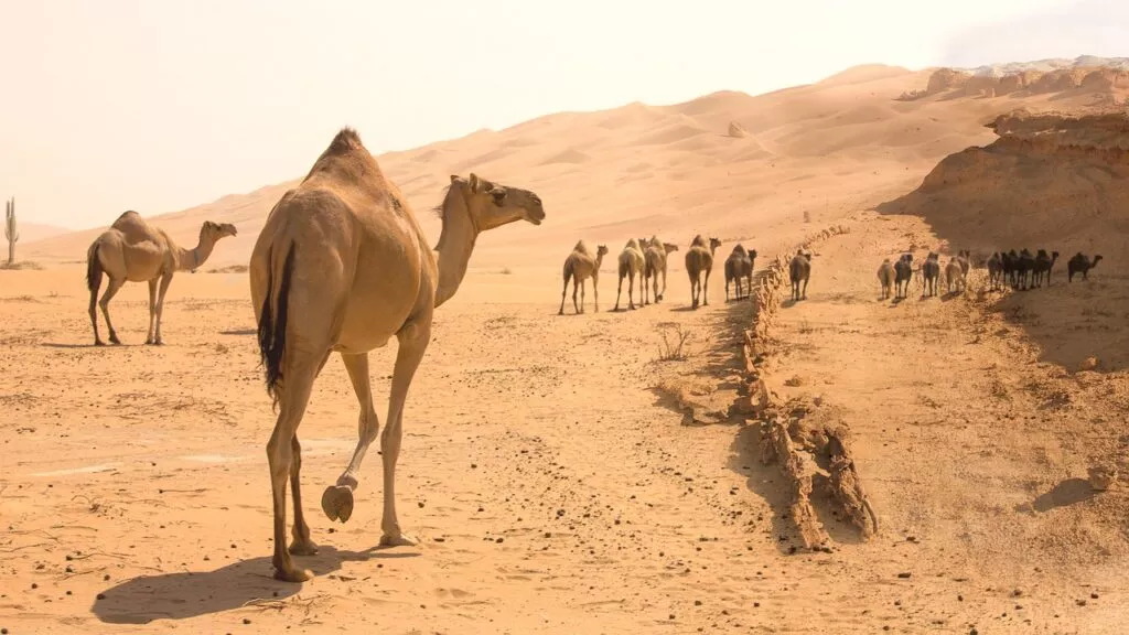 L'ombra del cammello