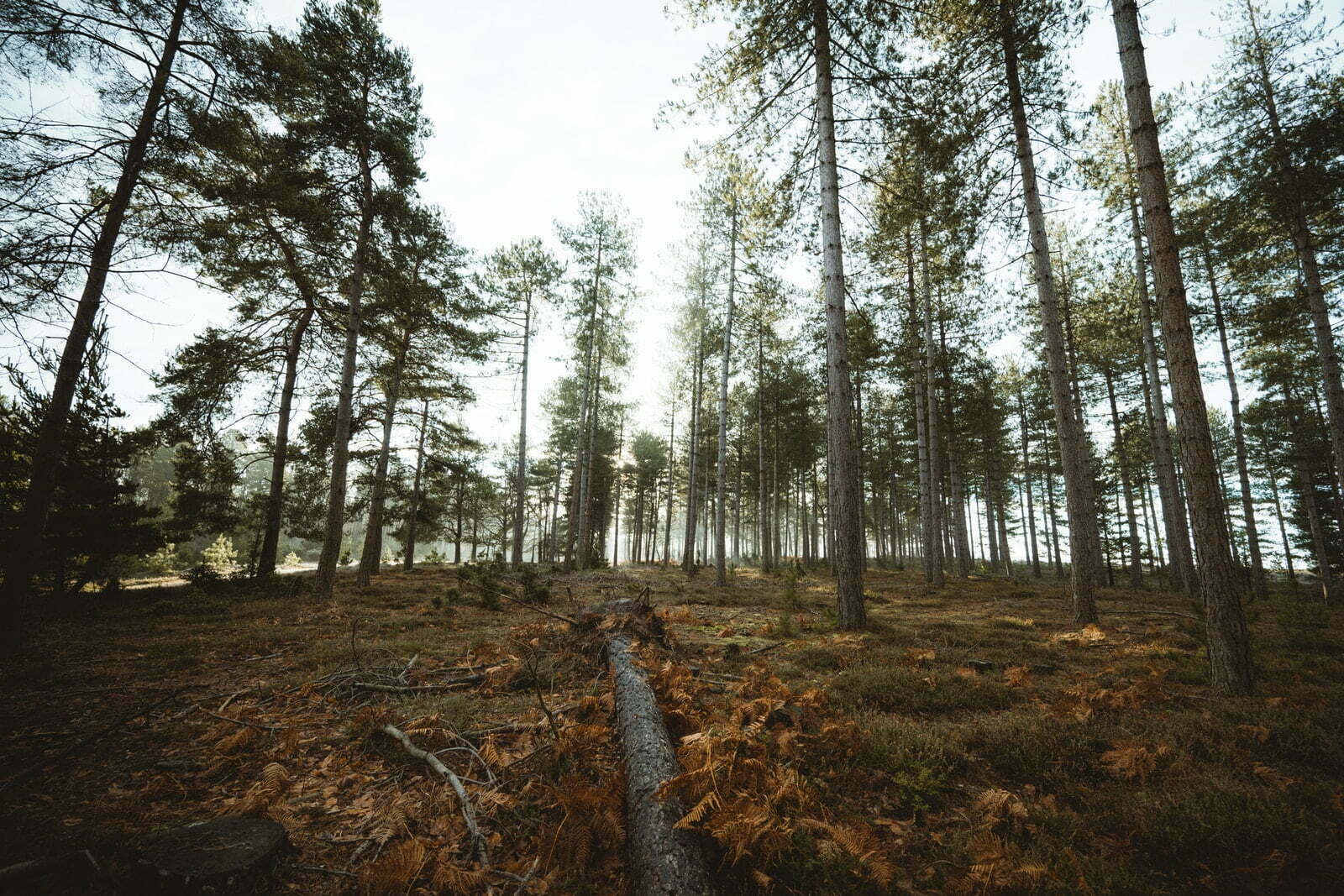 il sentiero nel bosco