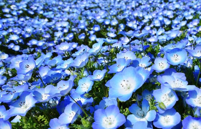 Il fiore blu