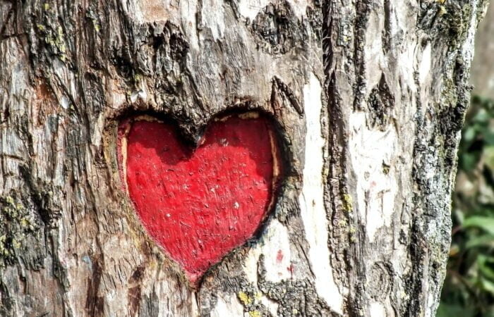 cuore nel tronco d'albero